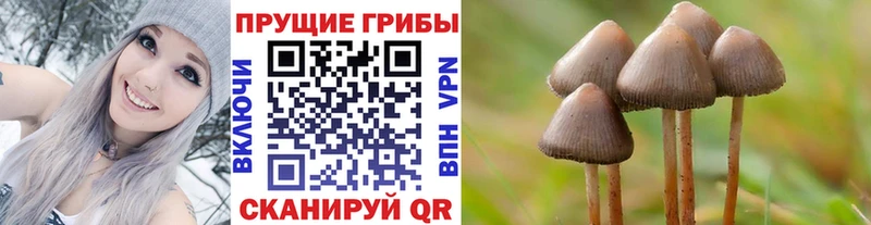 блэк спрут зеркало  Черноголовка  Галлюциногенные грибы Cubensis 